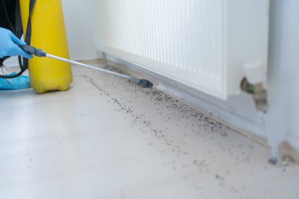 Flea Control Services in Bridgehampton, NY